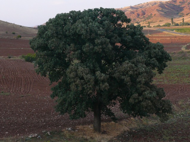 Quercus ithaburensis