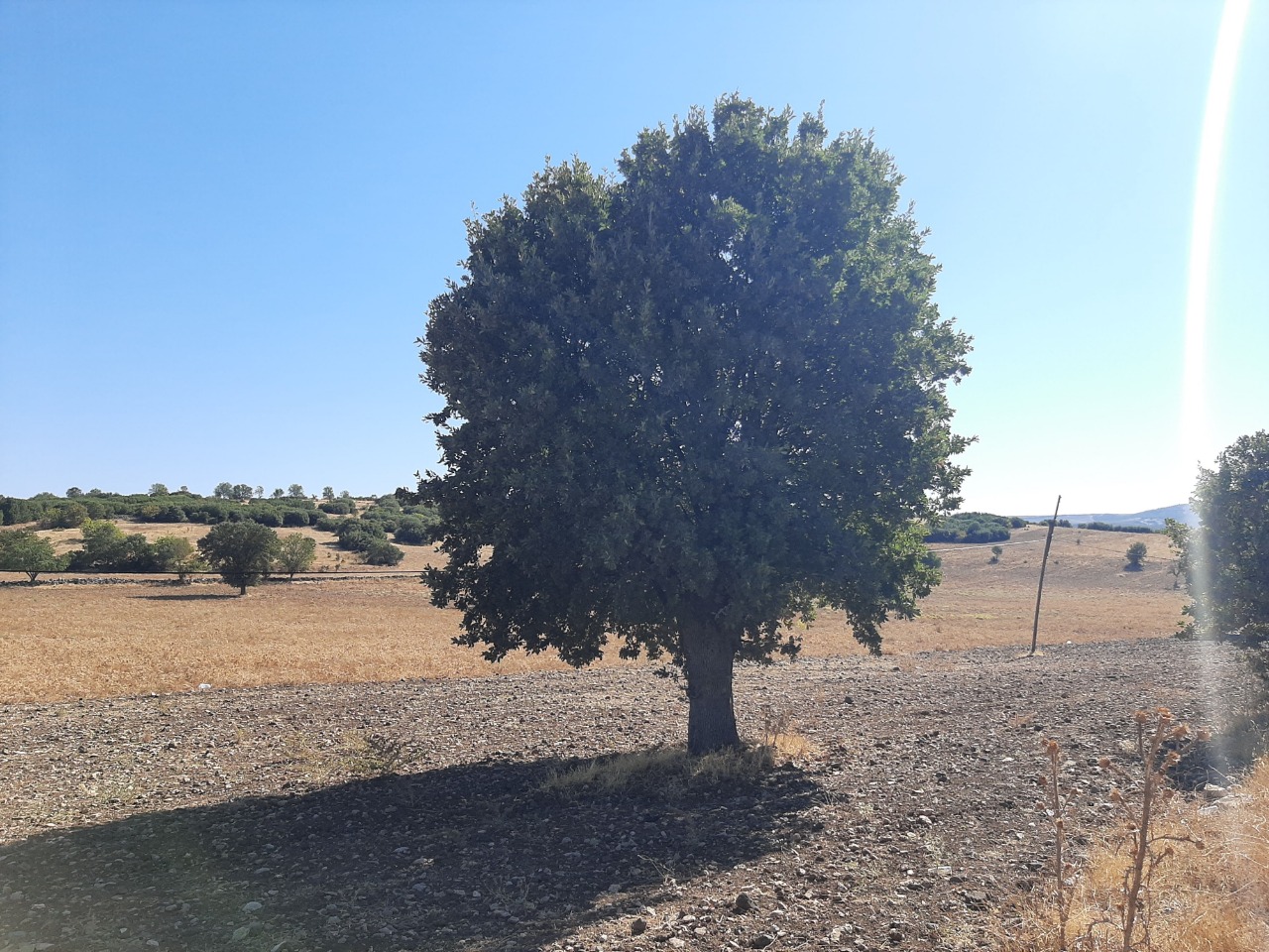 Quercus ithaburensis