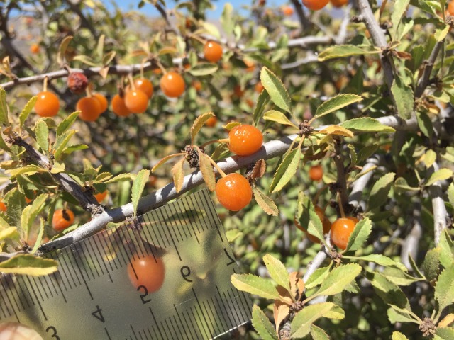 Cerasus microcarpa