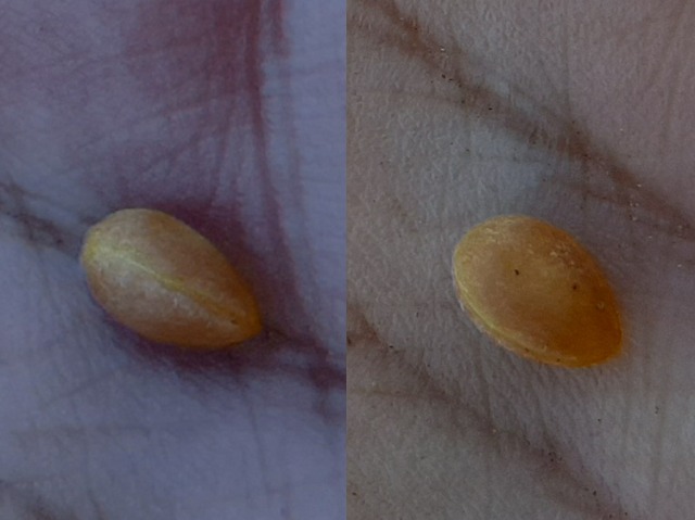 Cerasus microcarpa