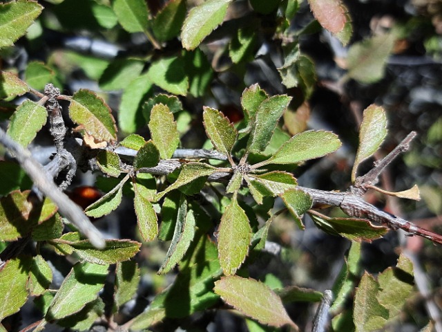 Cerasus microcarpa