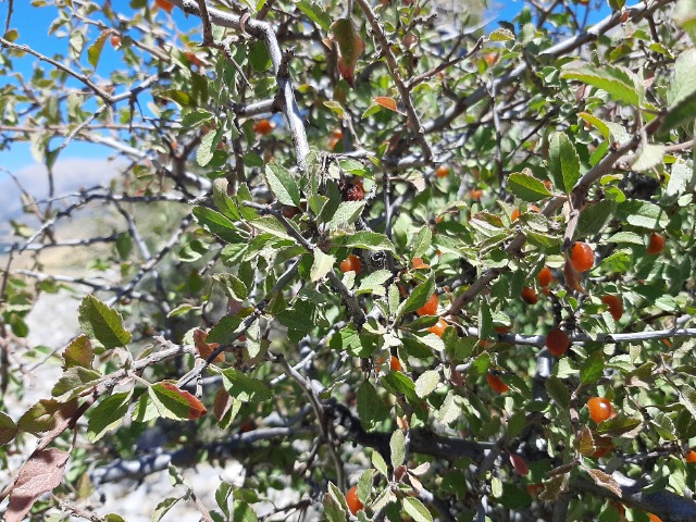 Cerasus microcarpa