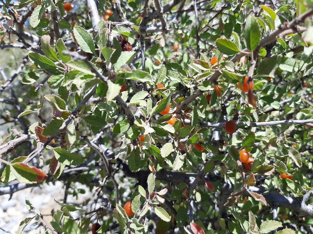 Cerasus microcarpa