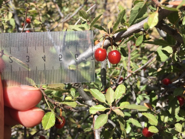 Cerasus microcarpa