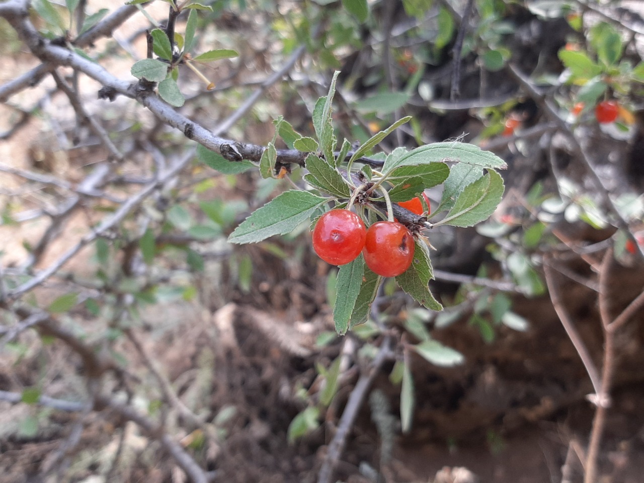 Cerasus microcarpa