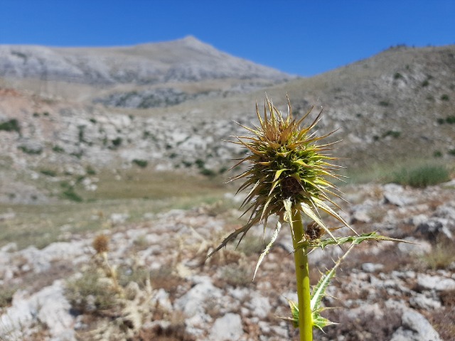 Gundelia komagenensis