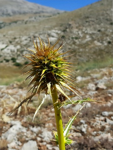 Gundelia komagenensis