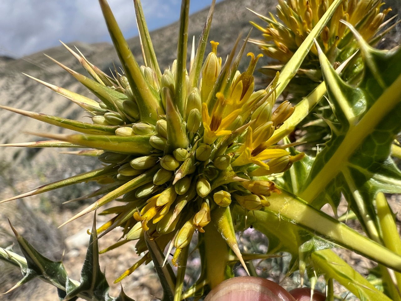Gundelia komagenensis