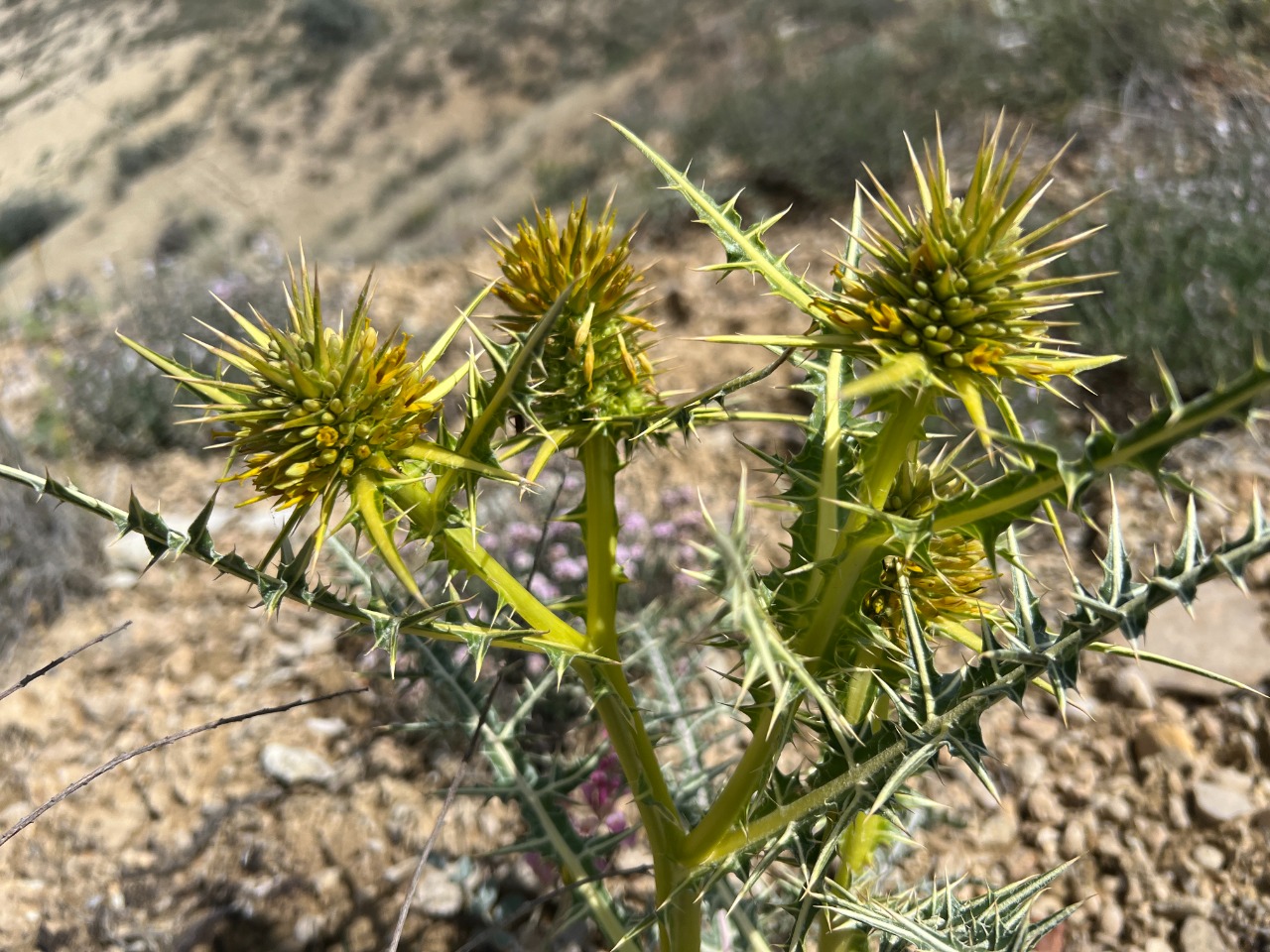 Gundelia komagenensis