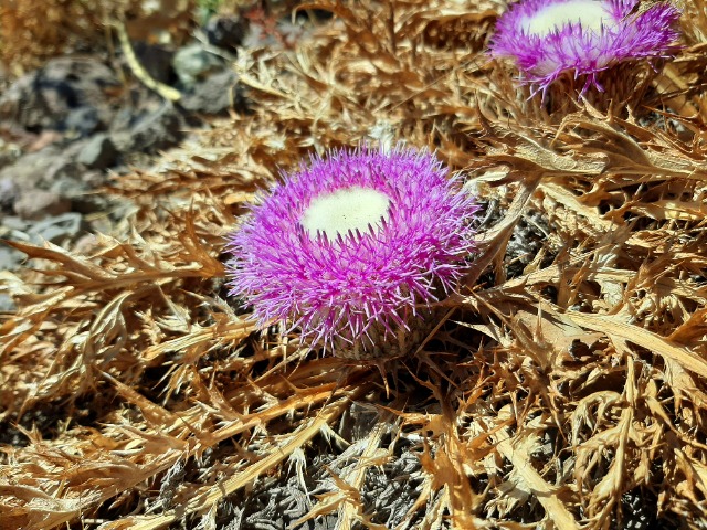 Carlina gummifera