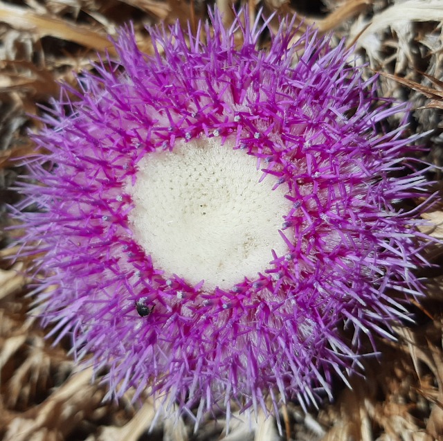 Carlina gummifera