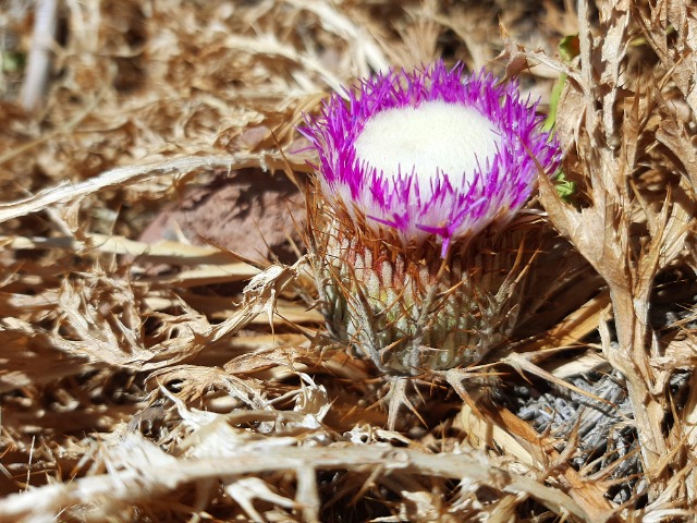 Carlina gummifera