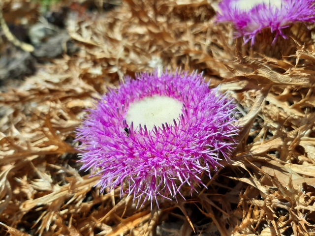 Carlina gummifera