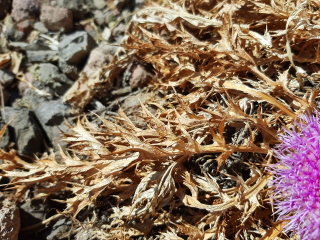 Carlina gummifera