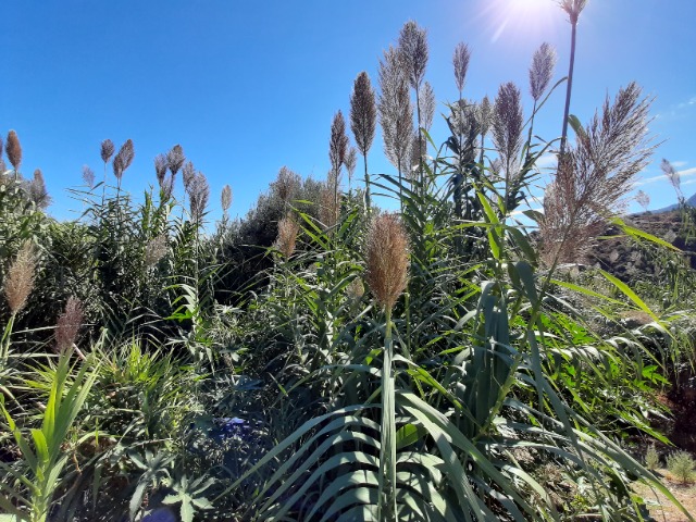 Arundo donax