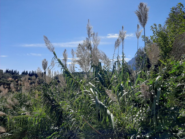 Arundo donax