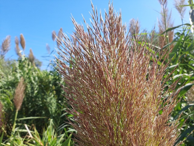 Arundo donax