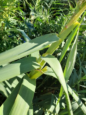 Arundo donax