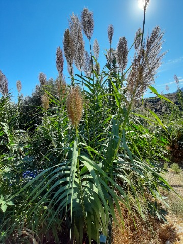 Arundo donax