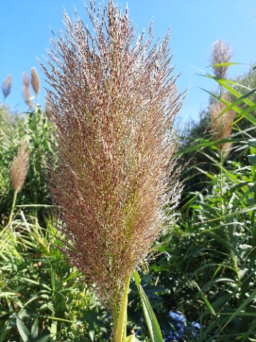 Arundo donax