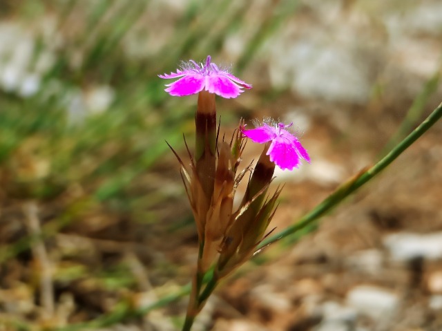 Dianthus masmenaeus