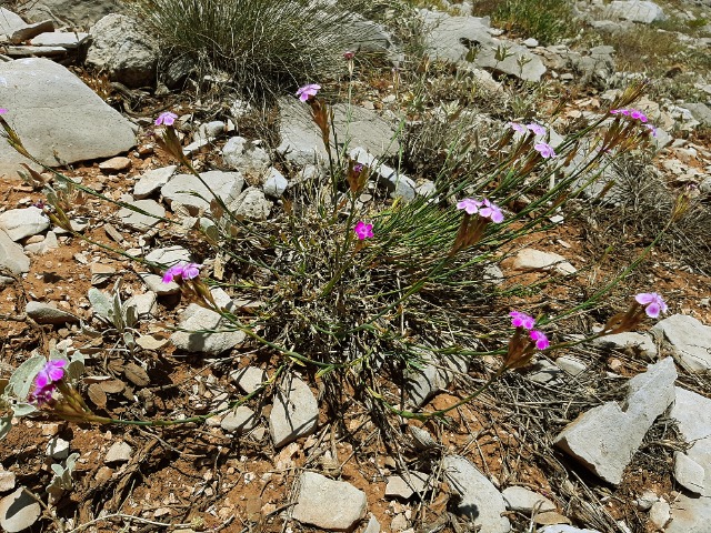 Dianthus masmenaeus