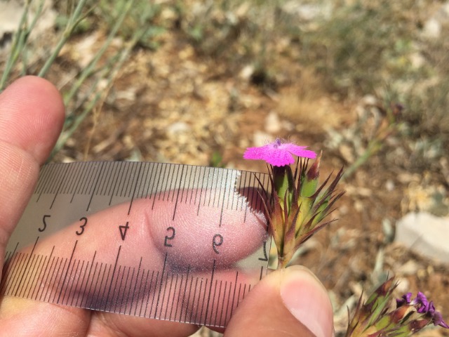 Dianthus masmenaeus