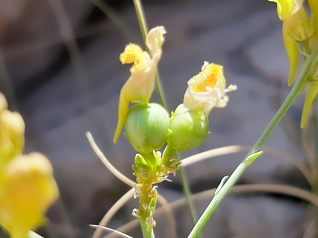 Linaria kurdica