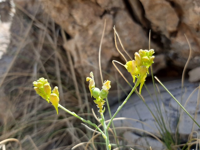 Linaria kurdica