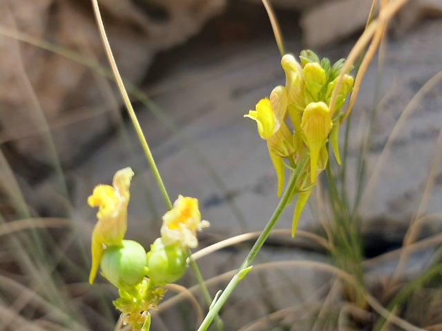 Linaria kurdica