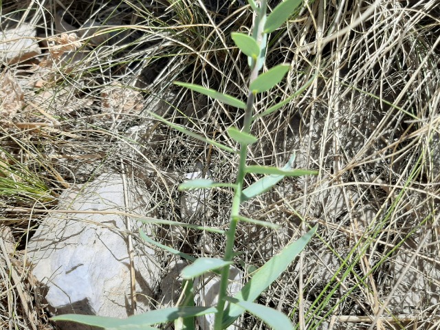 Linaria kurdica