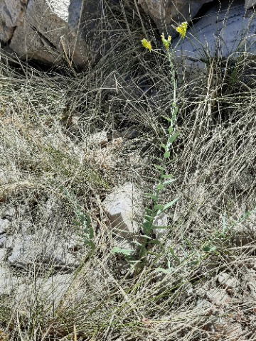 Linaria kurdica