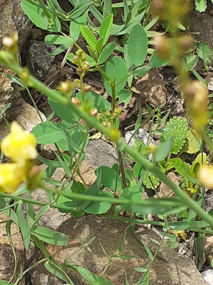 Linaria kurdica