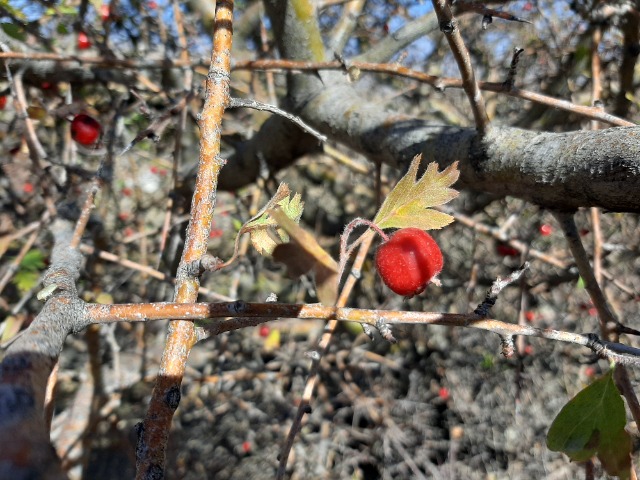 Crataegus meyeri