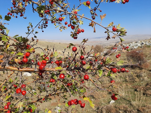 Crataegus meyeri