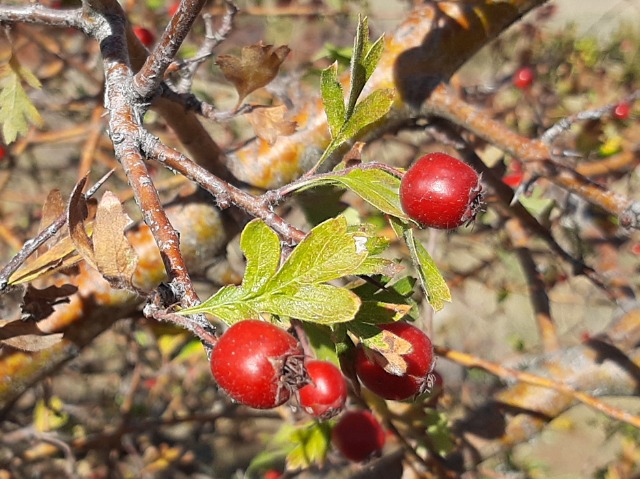 Crataegus meyeri