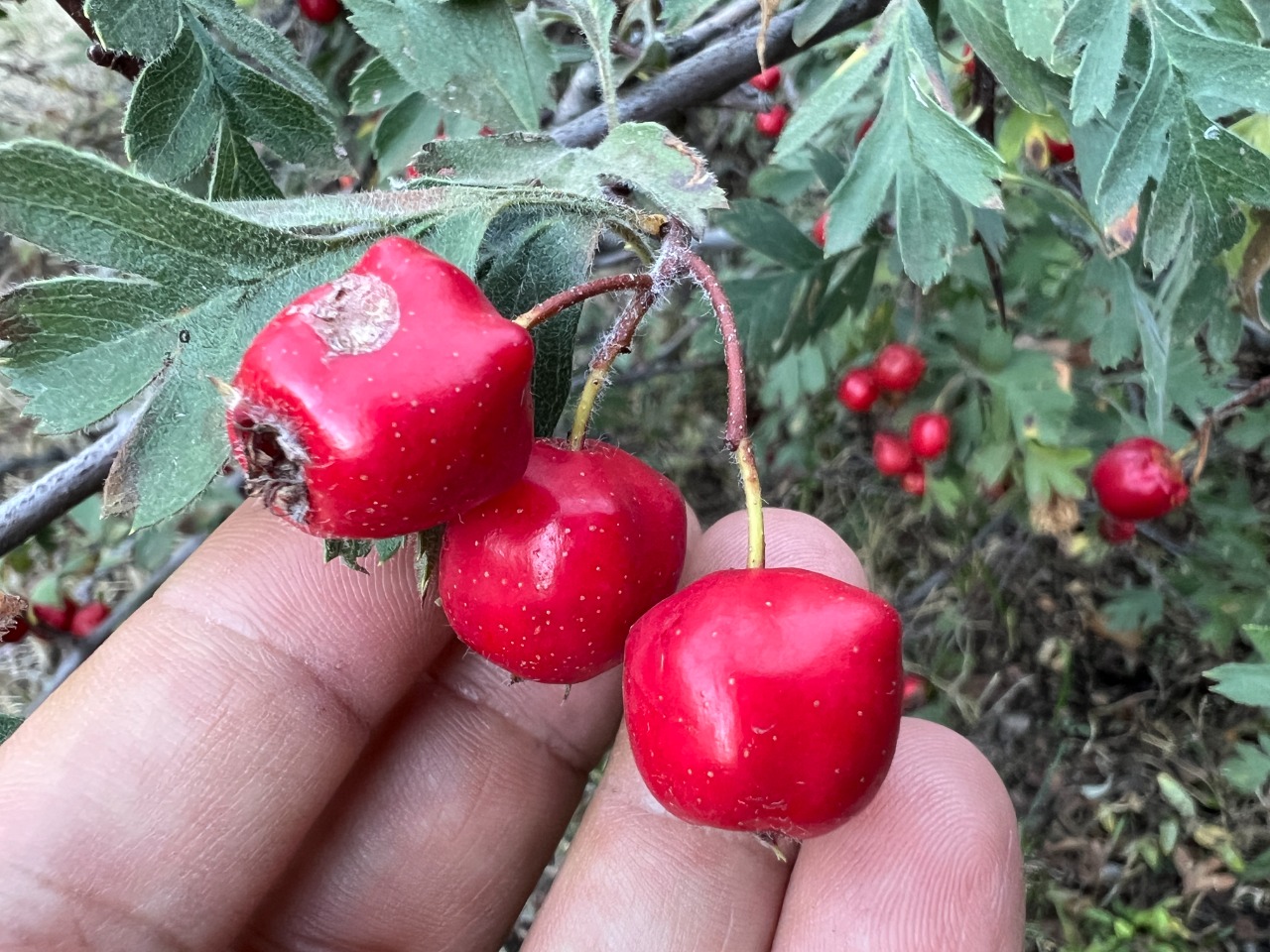 Crataegus meyeri
