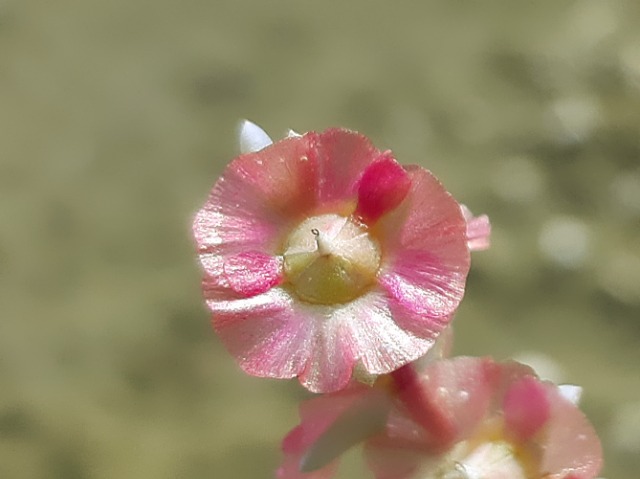 Salsola crassa