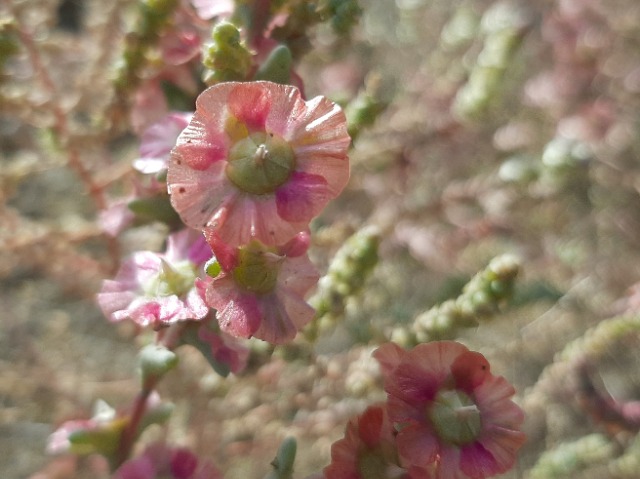 Salsola crassa