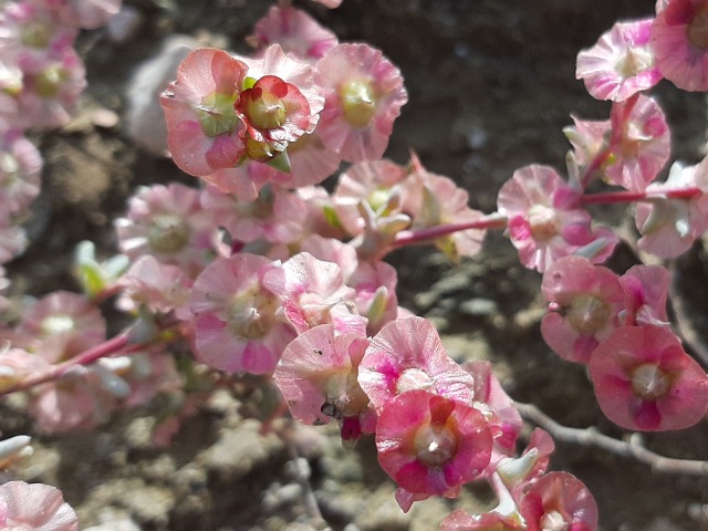 Salsola crassa