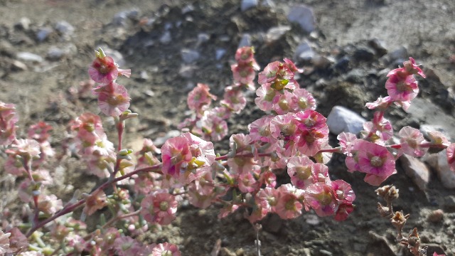 Salsola crassa