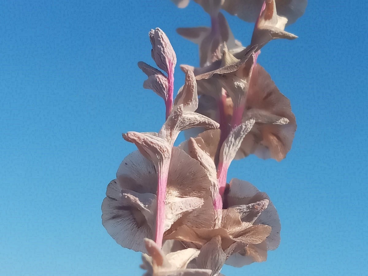 Salsola crassa