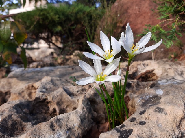 Zephyranthes candida