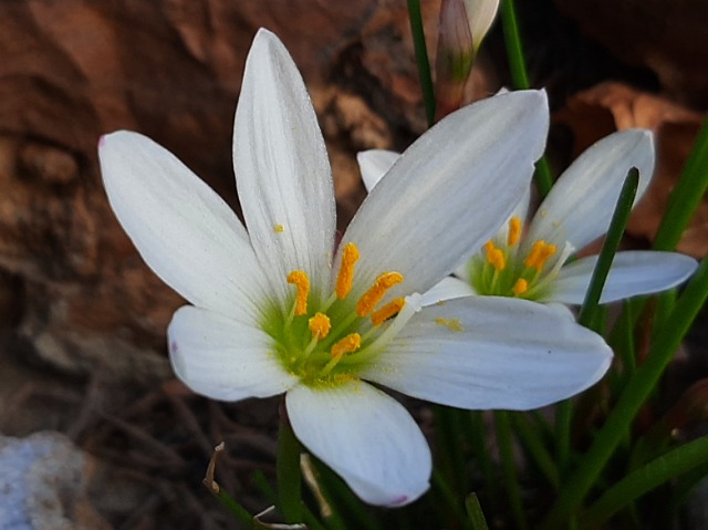 Zephyranthes candida