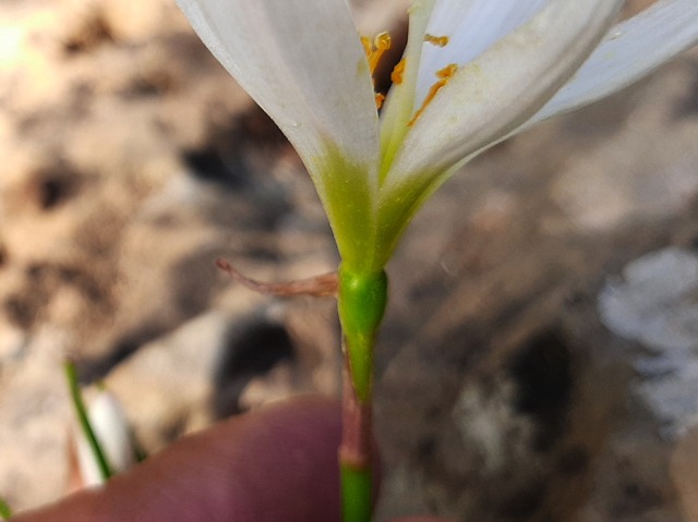 Zephyranthes candida