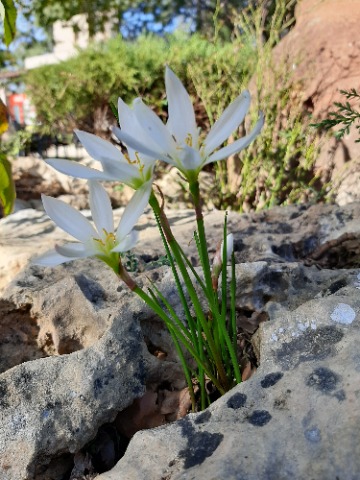 Zephyranthes candida