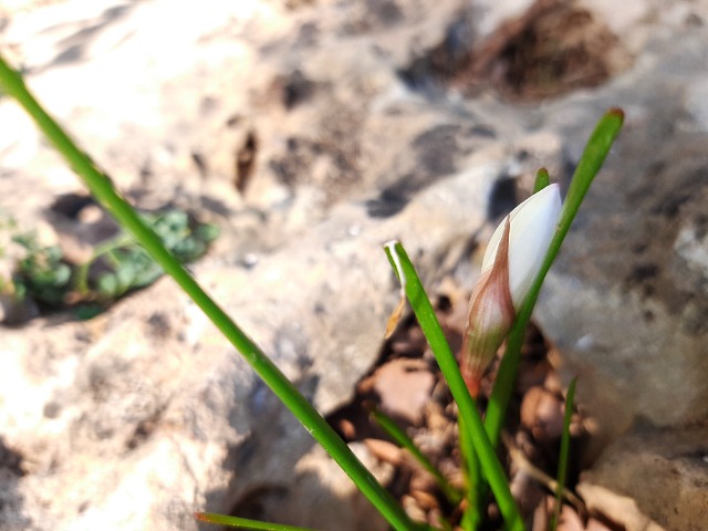 Zephyranthes candida