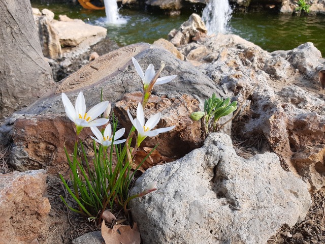 Zephyranthes candida