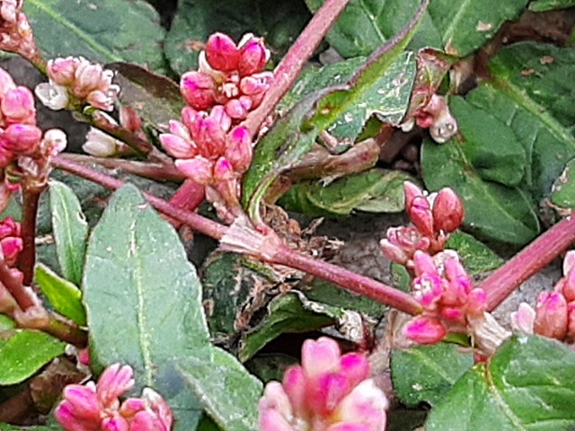 Polygonum persicaria