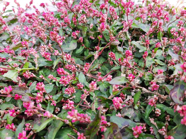 Polygonum persicaria